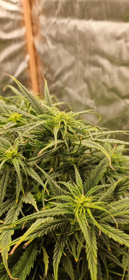 Orion F1 x Royal Critical. Week 5 - F1 Orion