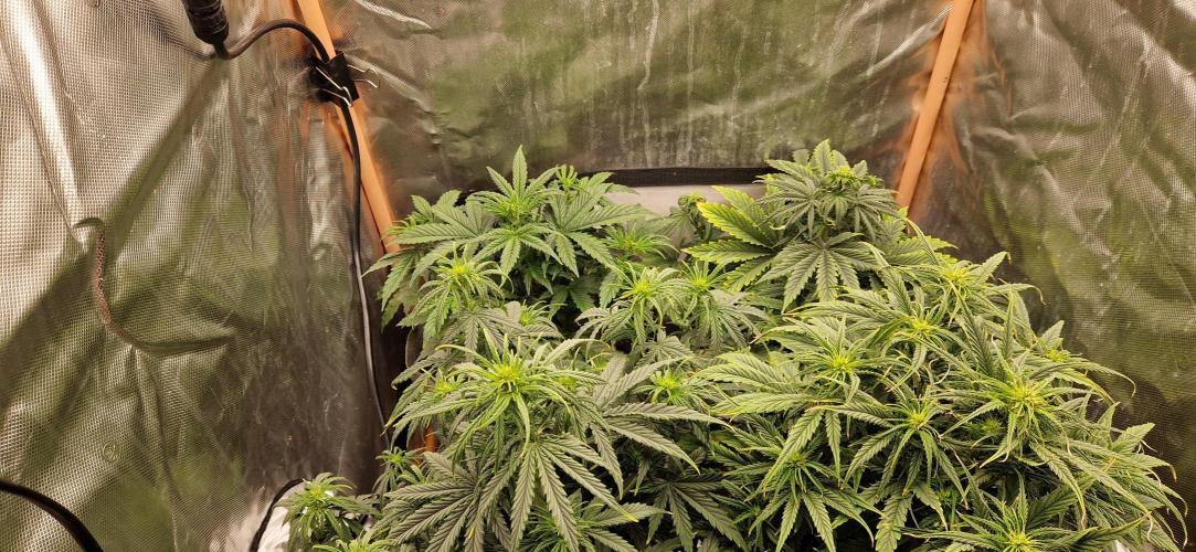 Orion F1 x Royal Critical. Week 5 - Royal Crit  x2 F1 Orion x2