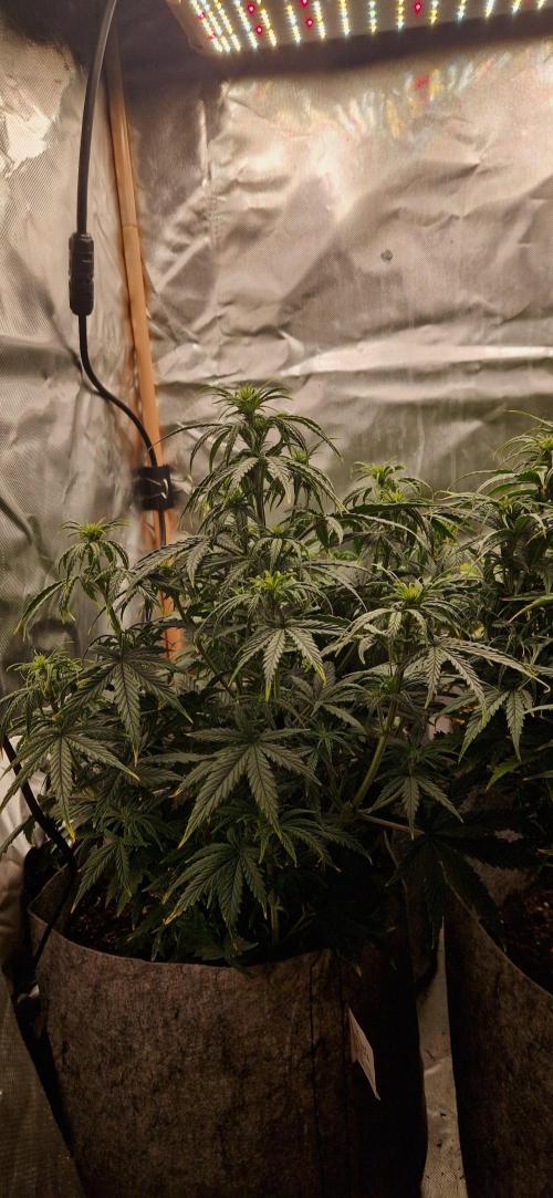 Orion F1 x Royal Critical. Week 5 - Royal Crit  x2 F1 Orion x2