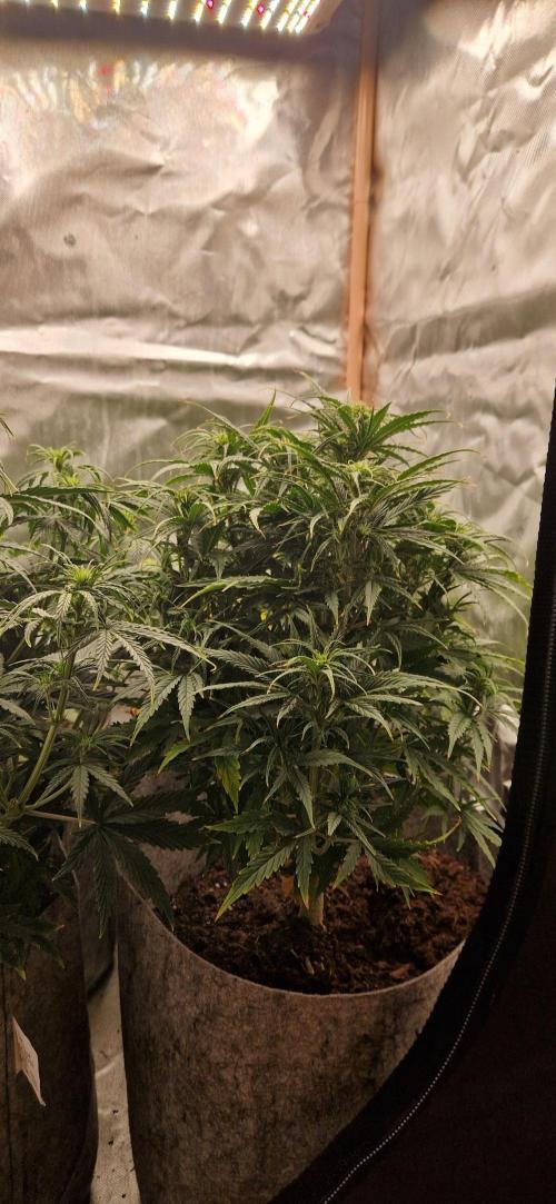 Orion F1 x Royal Critical. Week 5 - Royal Crit  x2 F1 Orion x2