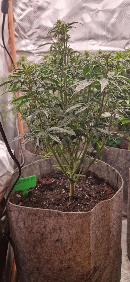 Orion F1 x Royal Critical. Week 6