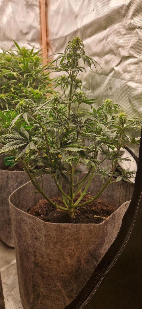 Orion F1 x Royal Critical. Week 6