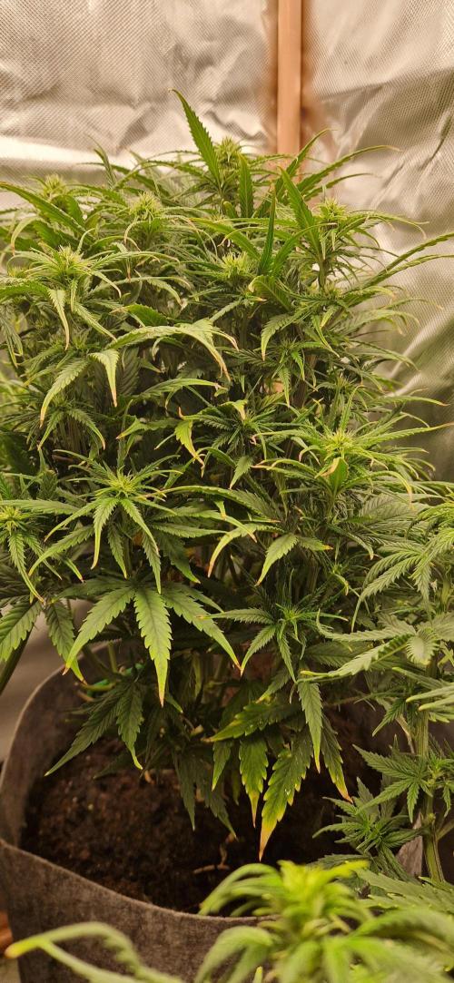 Orion F1 x Royal Critical. Week 6