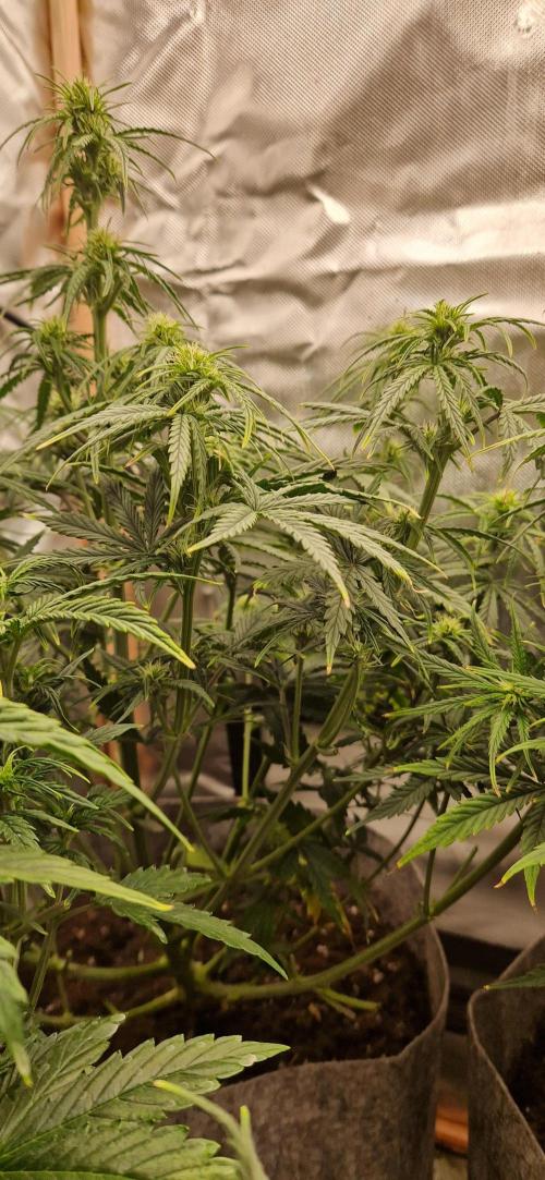 Orion F1 x Royal Critical. Week 6