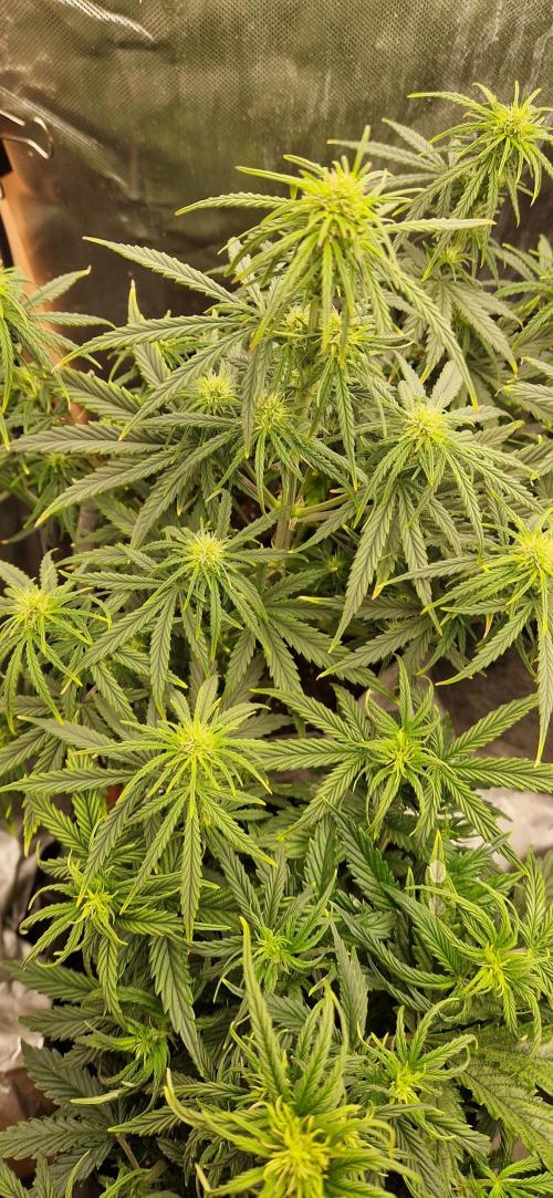 Orion F1 x Royal Critical. Week 6