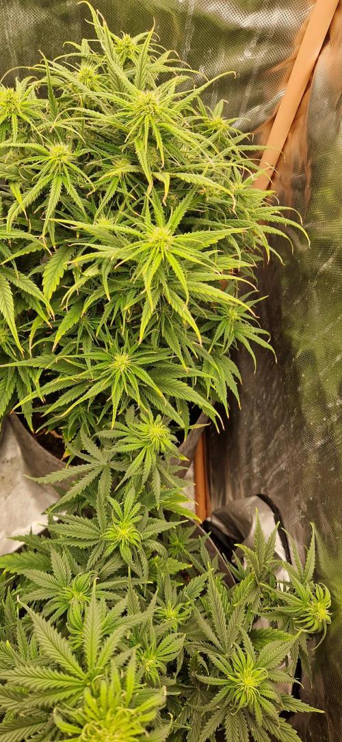 Orion F1 x Royal Critical. Week 6