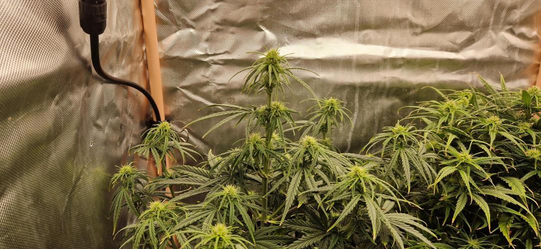 Orion F1 x Royal Critical. Week 6