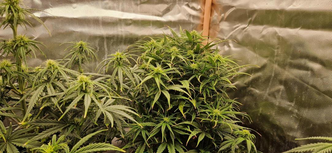 Orion F1 x Royal Critical. Week 6