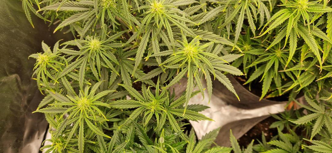 Orion F1 x Royal Critical. Week 6