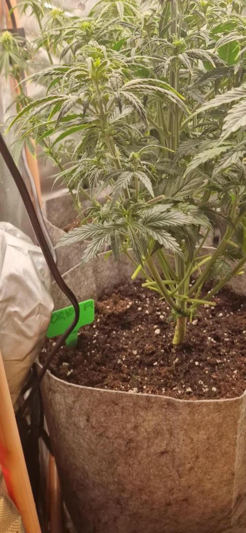Orion F1 x Royal Critical