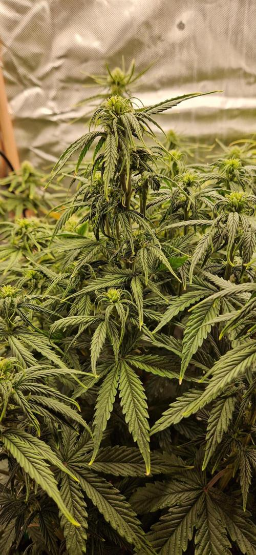 Orion F1 x Royal Critical. Week 7