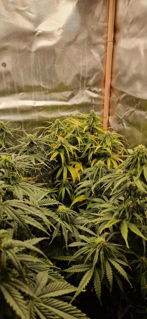 Orion F1 x Royal Critical. Week 7