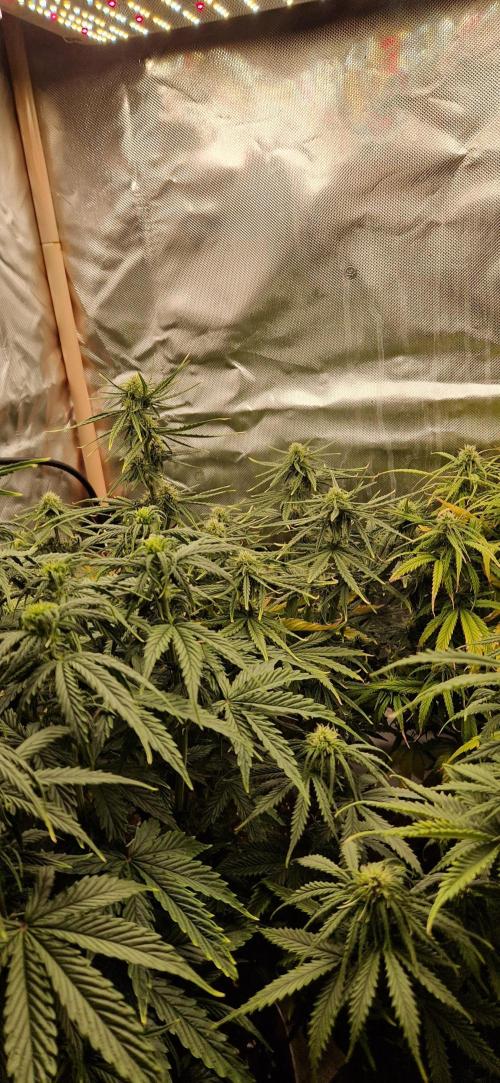 Orion F1 x Royal Critical. Week 7