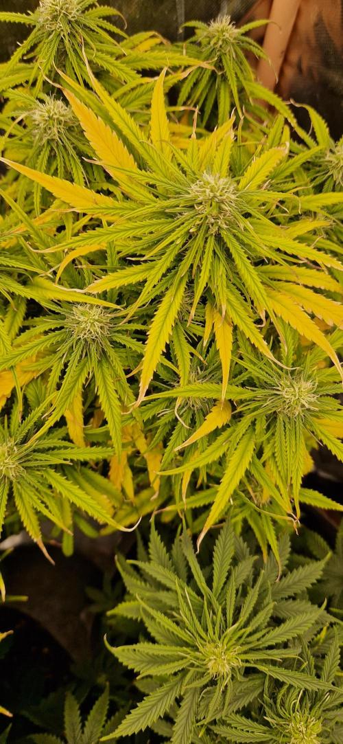 Orion F1 x Royal Critical. Week 7