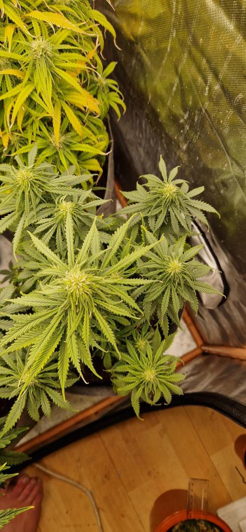 Orion F1 x Royal Critical. Week 7