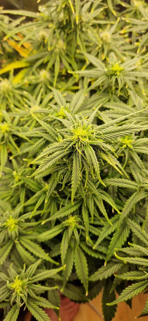 Orion F1 x Royal Critical. Week 7