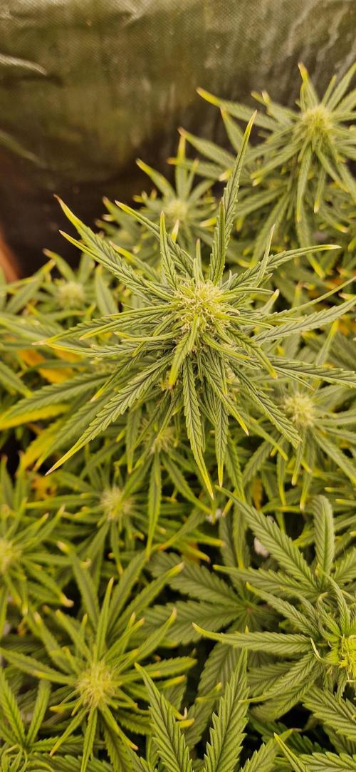 Orion F1 x Royal Critical. Week 7