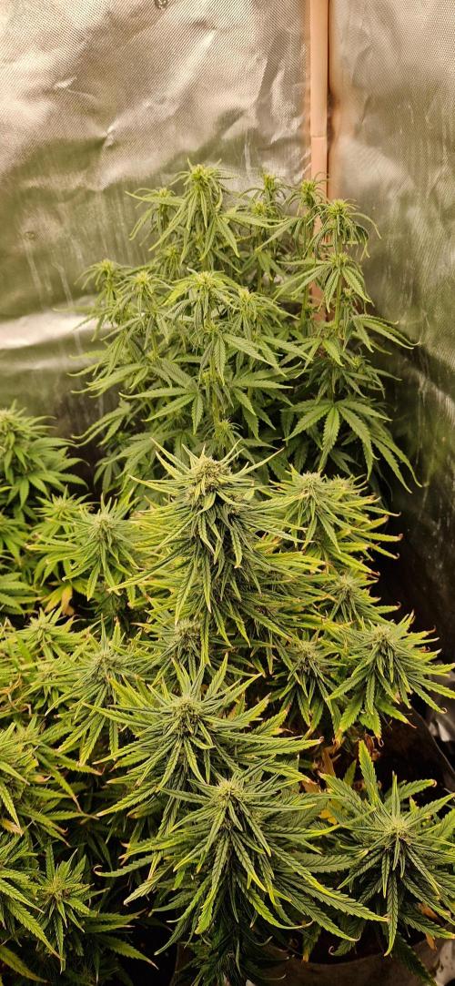 Orion F1 x Royal Critical. Week 8
