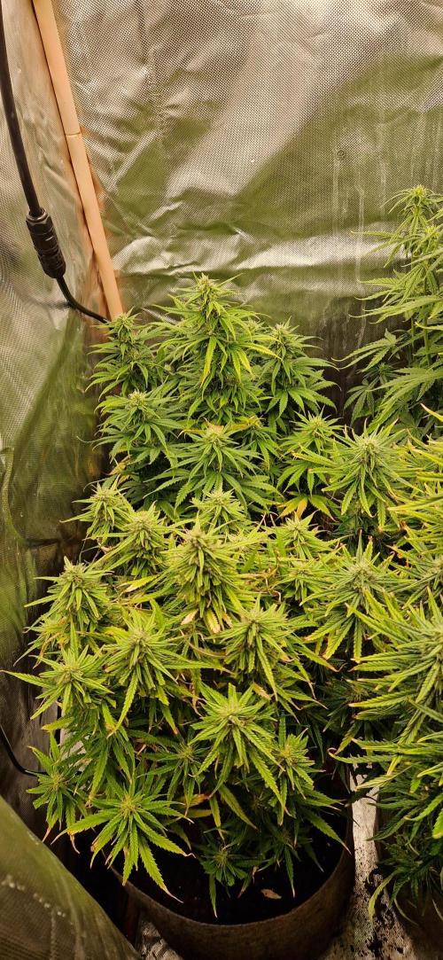 Orion F1 x Royal Critical. Week 8