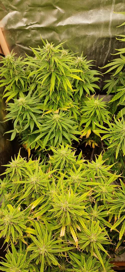 Orion F1 x Royal Critical. Week 8