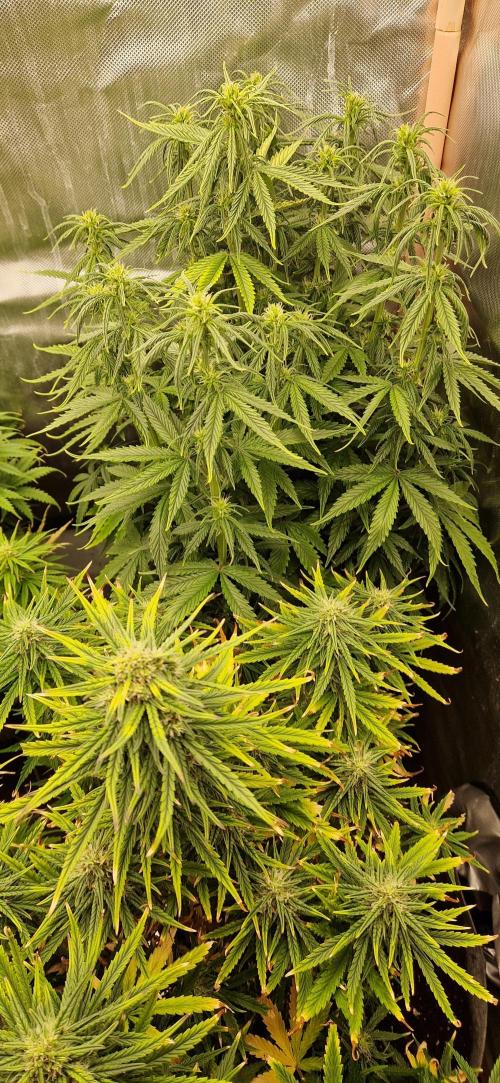 Orion F1 x Royal Critical. Week 8