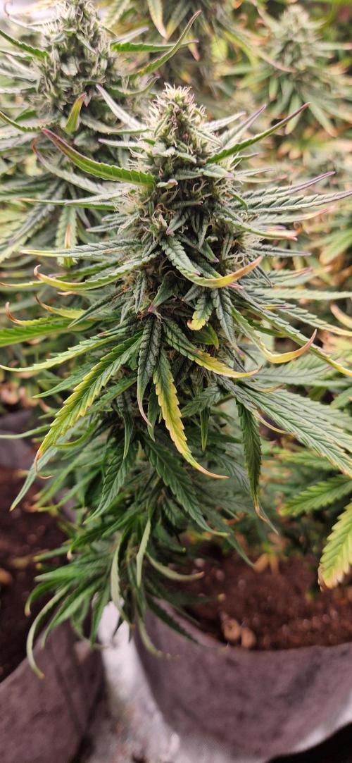 Orion F1 x Royal Critical. Week 9