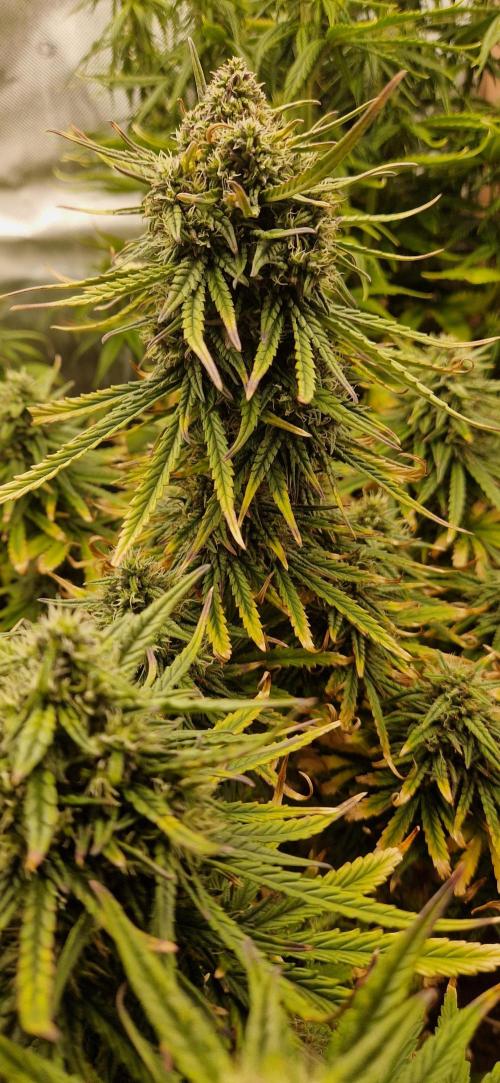 Orion F1 x Royal Critical. Week 9