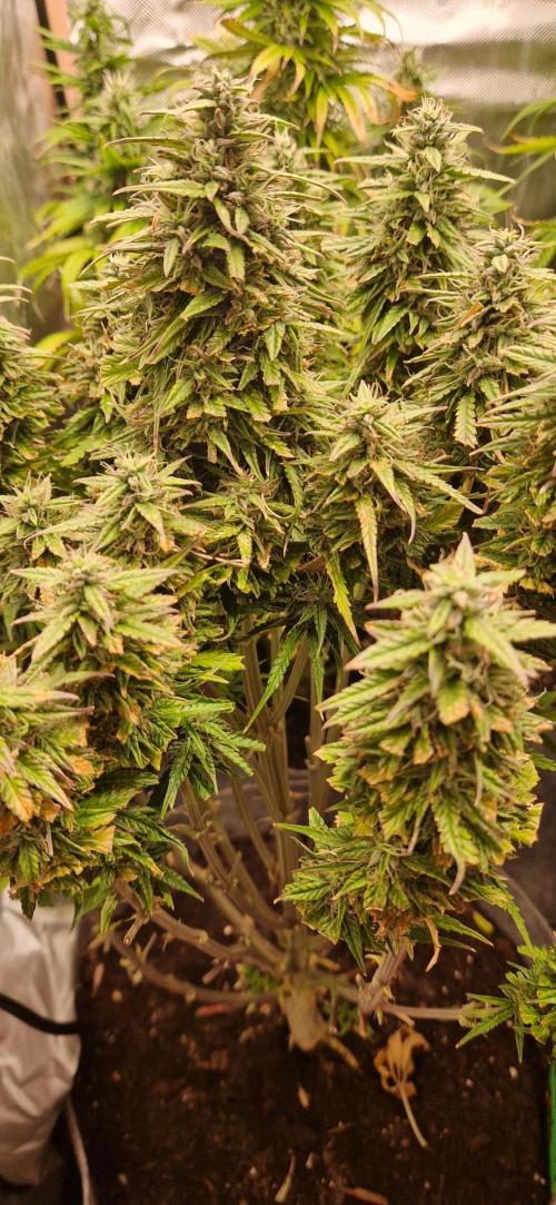 Orion F1 x Royal Critical. Week 9