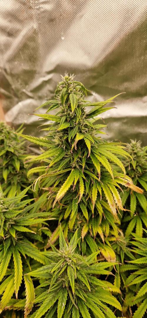 Orion F1 x Royal Critical. Week 9