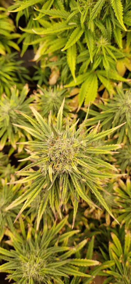 Orion F1 x Royal Critical. Week 9