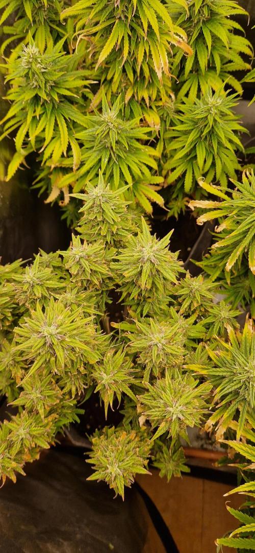 Orion F1 x Royal Critical. Week 9