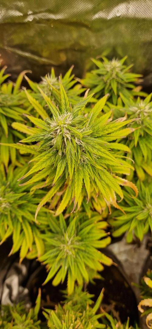 Orion F1 x Royal Critical. Week 9