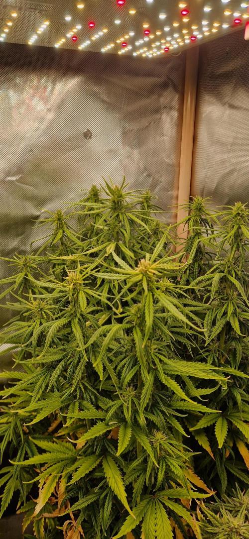 Orion F1 x Royal Critical. Week 9
