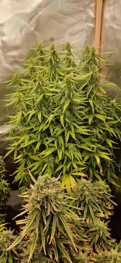 Orion F1 x Royal Critical. Week 10