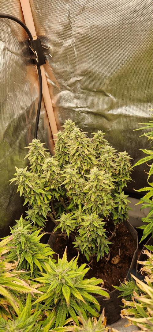 Orion F1 x Royal Critical. Week 10