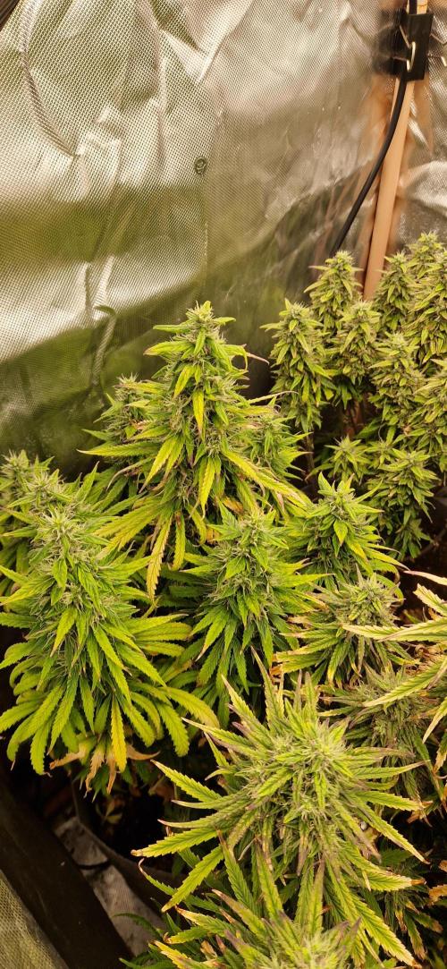 Orion F1 x Royal Critical. Week 10