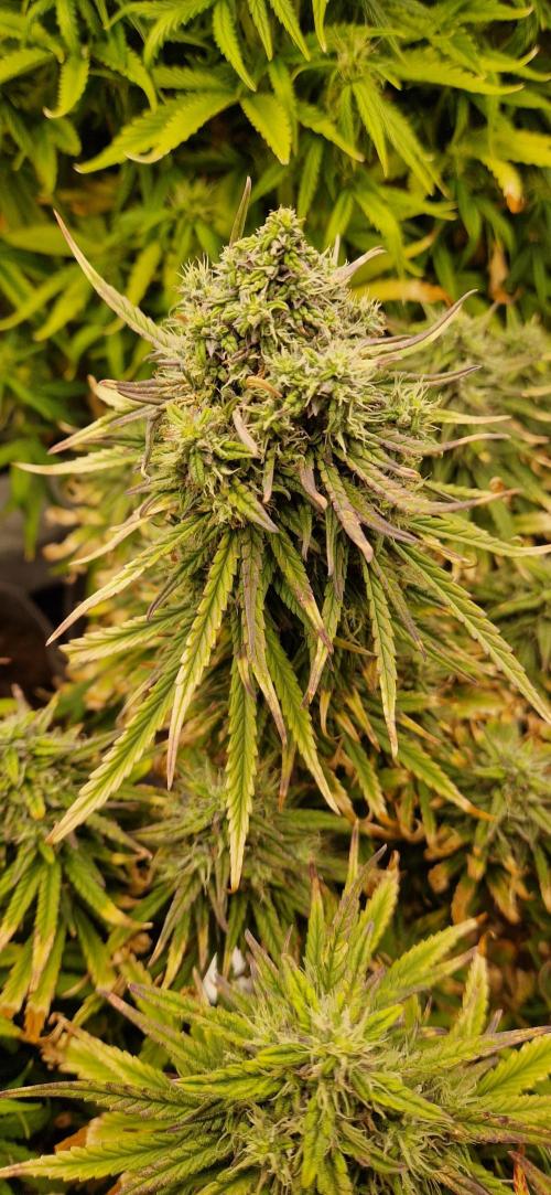 Orion F1 x Royal Critical. Week 10