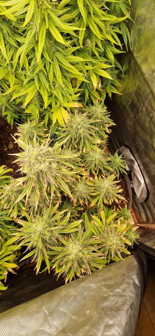 Orion F1 x Royal Critical. Week 10