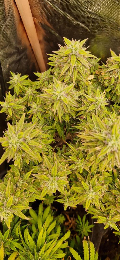 Orion F1 x Royal Critical. Week 10