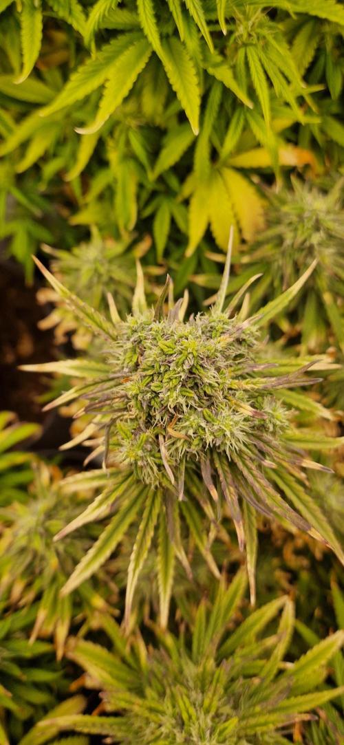 Orion F1 x Royal Critical. Week 10