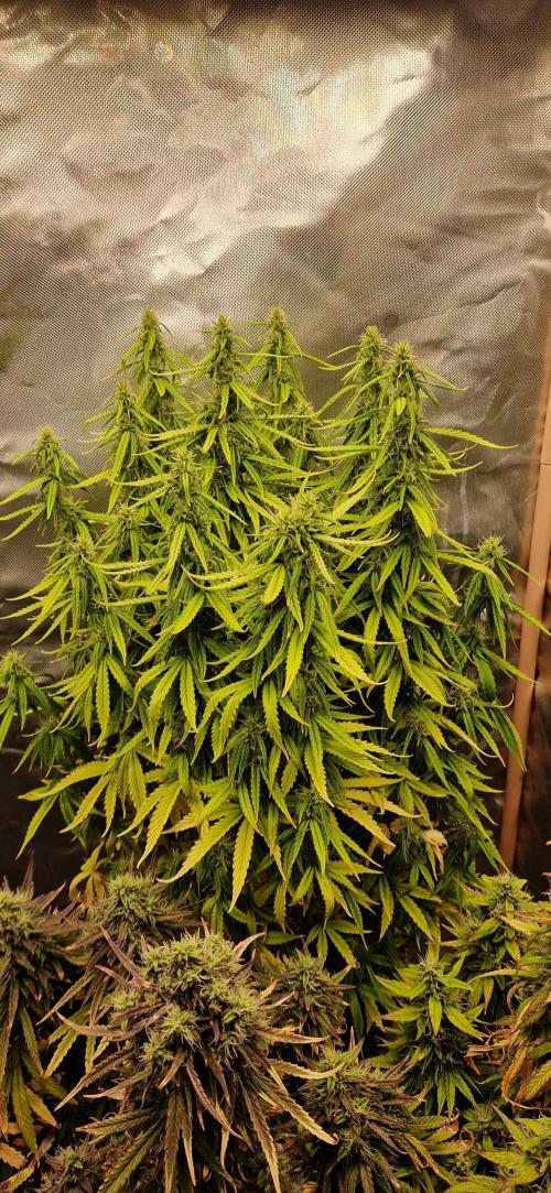 Orion F1 x Royal Critical. Week 11