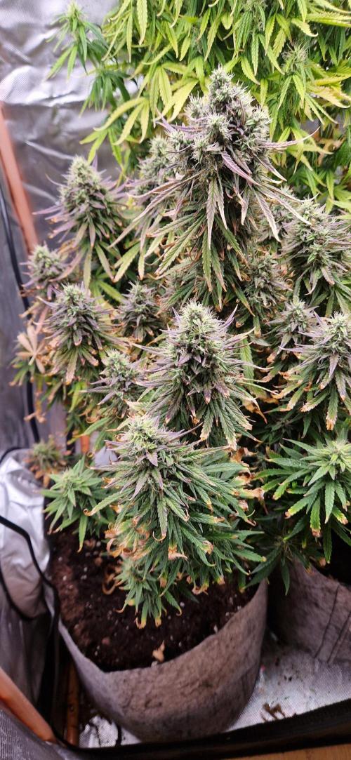 Orion F1 x Royal Critical. Week 11