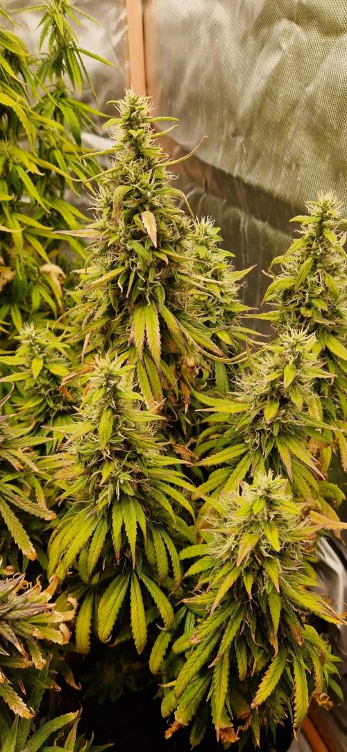 Orion F1 x Royal Critical. Week 11
