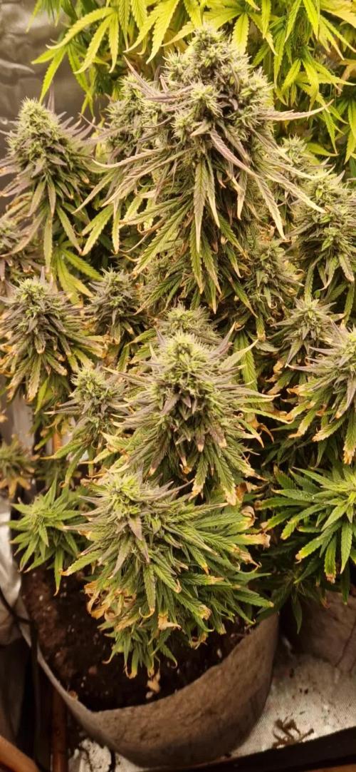Orion F1 x Royal Critical