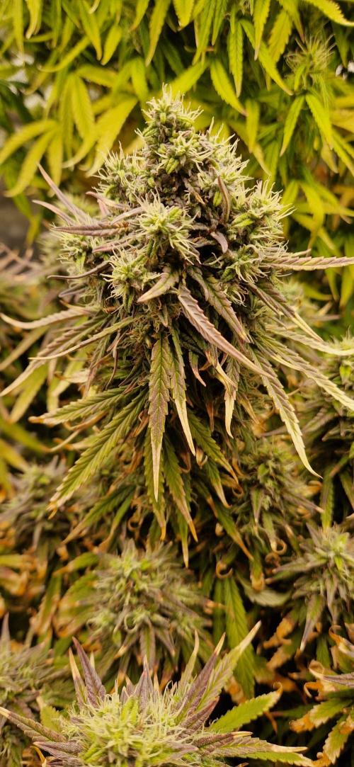Orion F1 x Royal Critical. Week 11