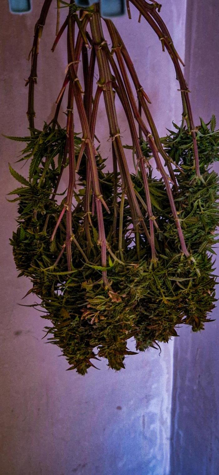 Orion F1 x Royal Critical. Week 12