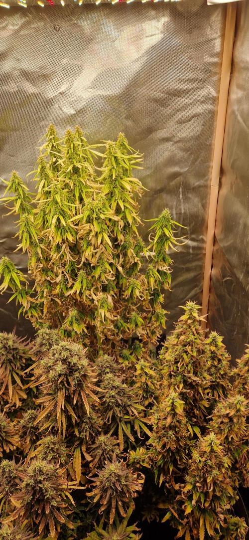 Orion F1 x Royal Critical. Week 12
