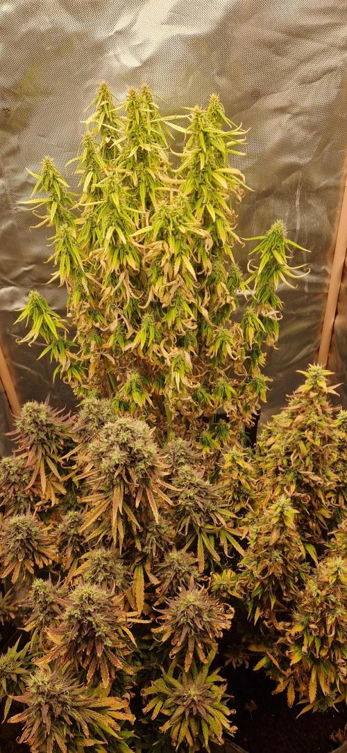 Orion F1 x Royal Critical. Week 12