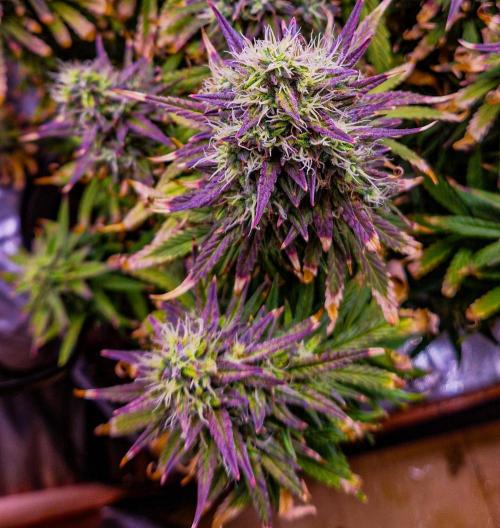 Orion F1 x Royal Critical. Week 12