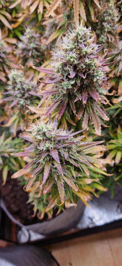Orion F1 x Royal Critical. Week 12